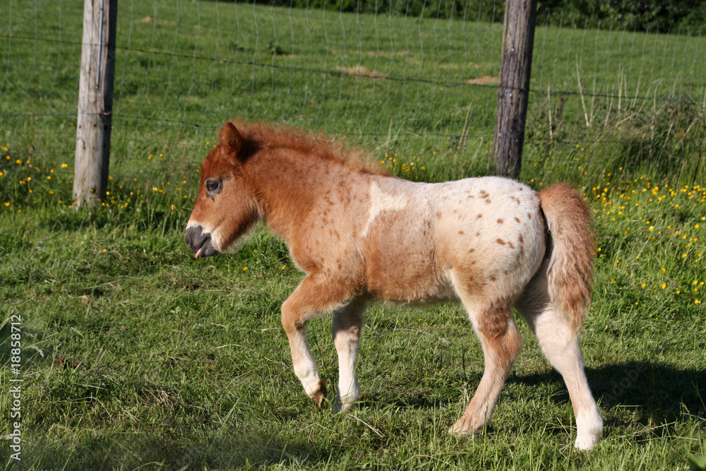 Obraz premium Mini-Shetland-Pony