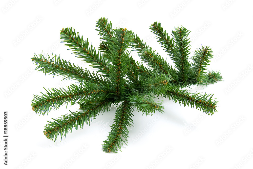 Naklejka premium Bare twig from christmas tree over white background