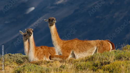Guanacos in Torres del Paine National Park  Patagonia  Chile