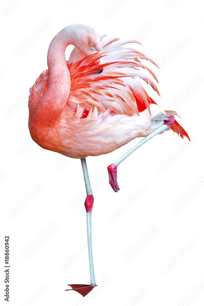 Obraz premium Détourage d'un flamant rose debout sur une patte