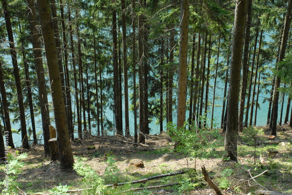 Obraz premium Uferwald