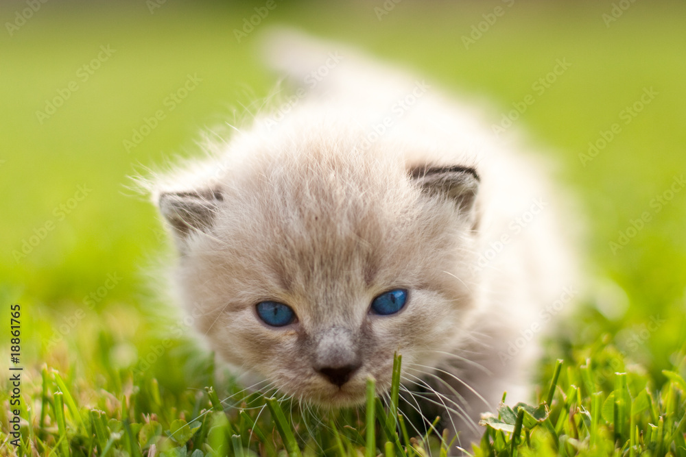 White kitten on a green lawn