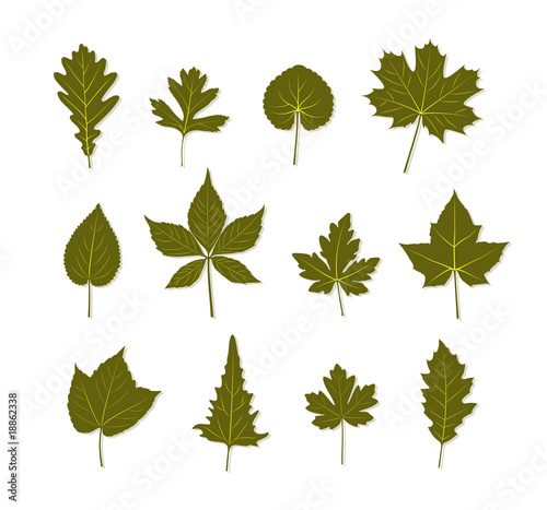 leaf collection