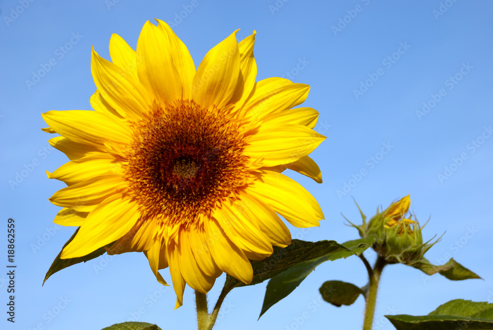 Sunflower (Sunflower on a blue sky background) Sunflower (Sunflower on a blue sky background)