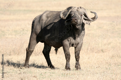 Buffalo - Ngorongoro Crater  Tanzania  Africa