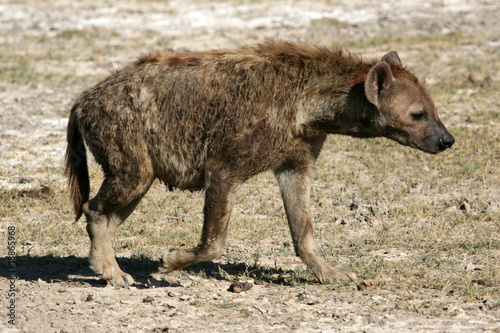Hyena - Ngorongoro Crater  Tanzania  Africa
