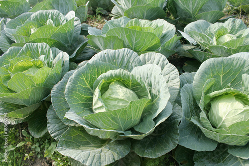 Cabbage