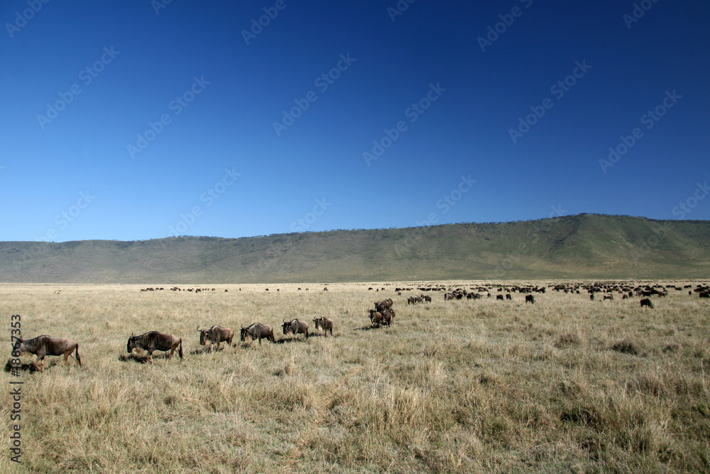 Wildebeest - Ngorongoro Crater, Tanzania, Africa