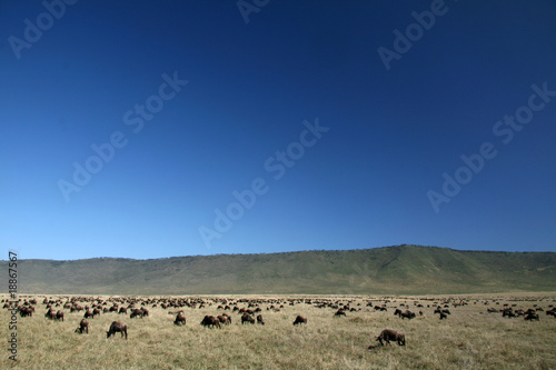 Wildebeest - Ngorongoro Crater, Tanzania, Africa