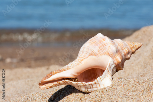 Shell at the beach