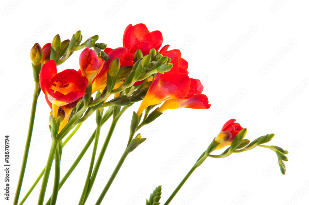 Red Freesias Red Freesias
