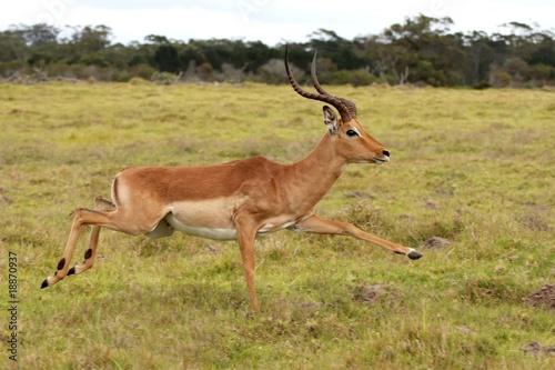 Running Impala Antelope © Duncan Noakes