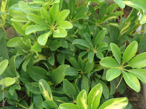 Planta