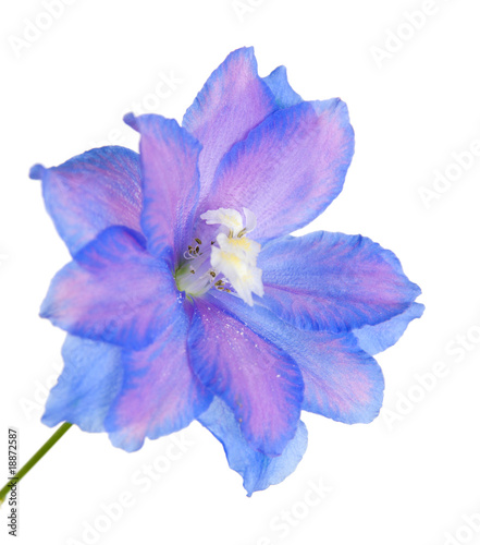Foto single bright blue and lilac delphinium  flower, isolated on whi