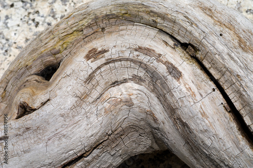 Texture of old dry tree 27