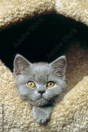 Tableau sur toile jeune chartreux craquant caché dans son arbre à chat