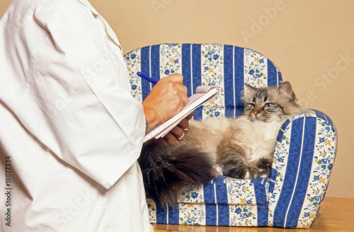 chat sacré de birmanie sur le divan du psy pour chats photo