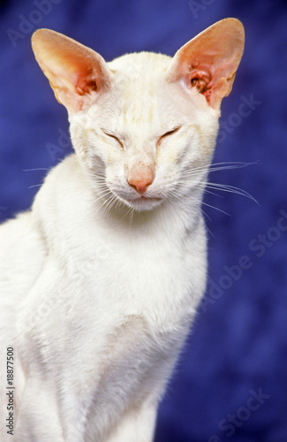 portrait de chat oriental blanc les yeux fermés © CALLALLOO CANDCY