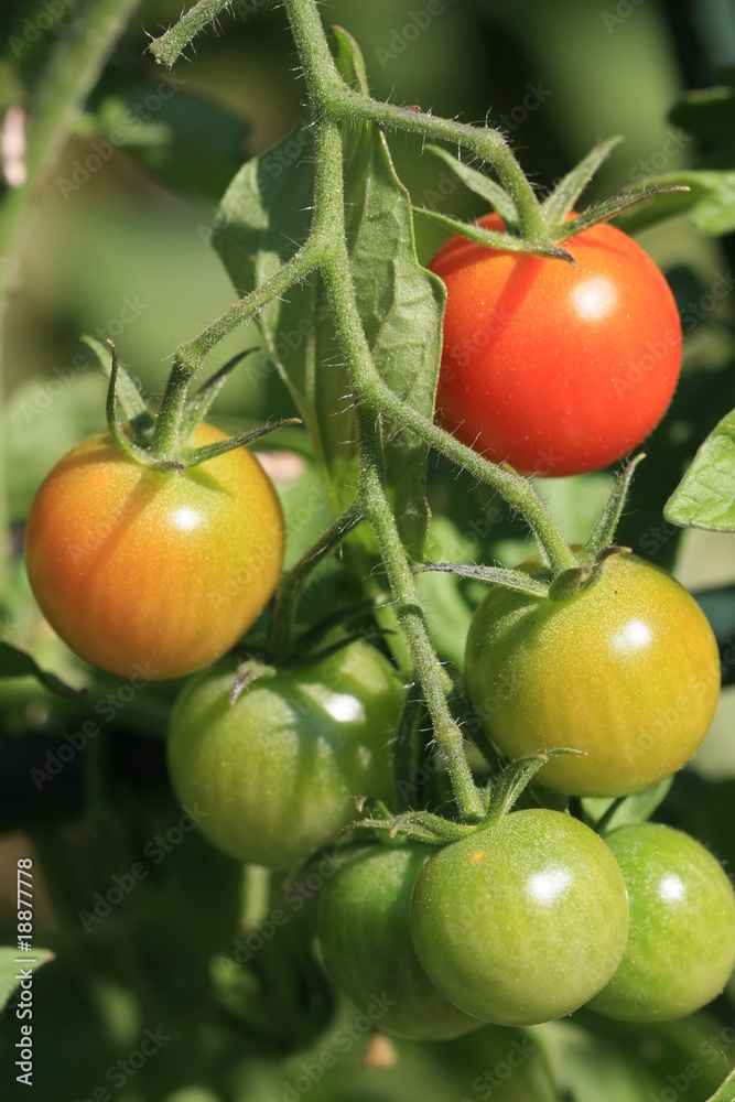 tomates coktail