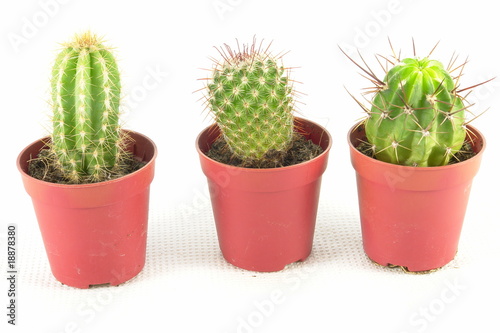 Trois mini cactus