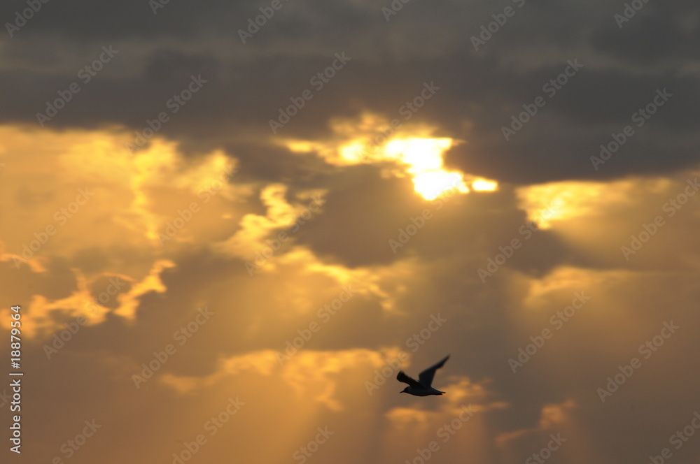 Vogel mit Abendhimmel Vogel mit Abendhimmel
