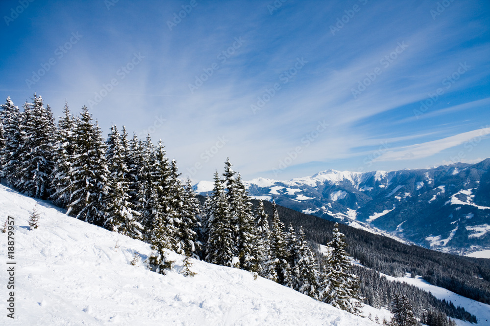 Fototapeta premium Pine forest in winter