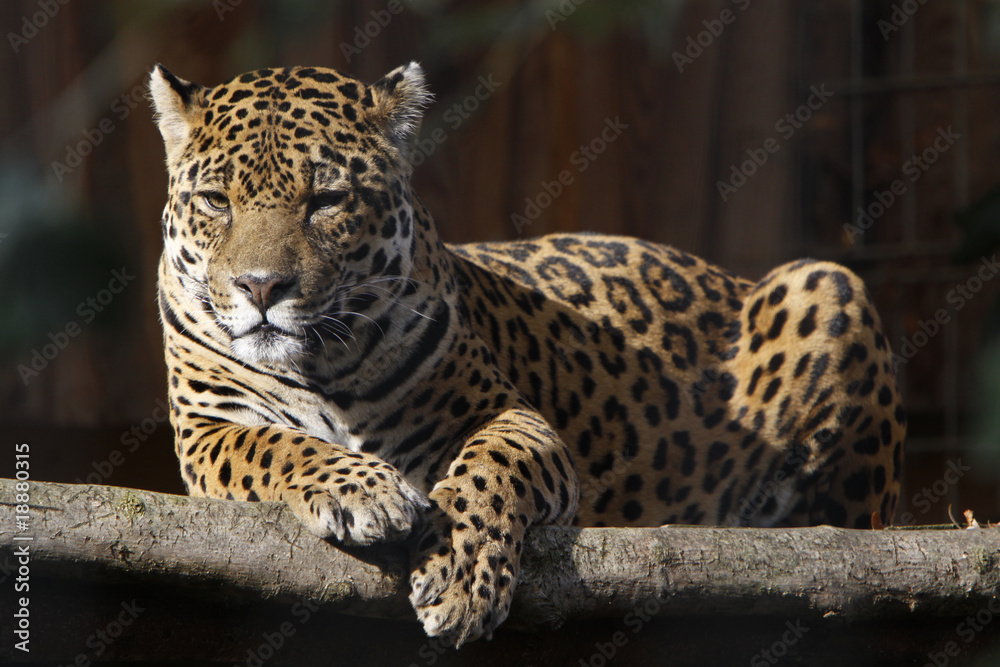 Fototapeta premium Jaguar