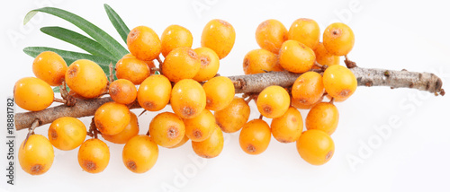 Sea buckthorn on a white background