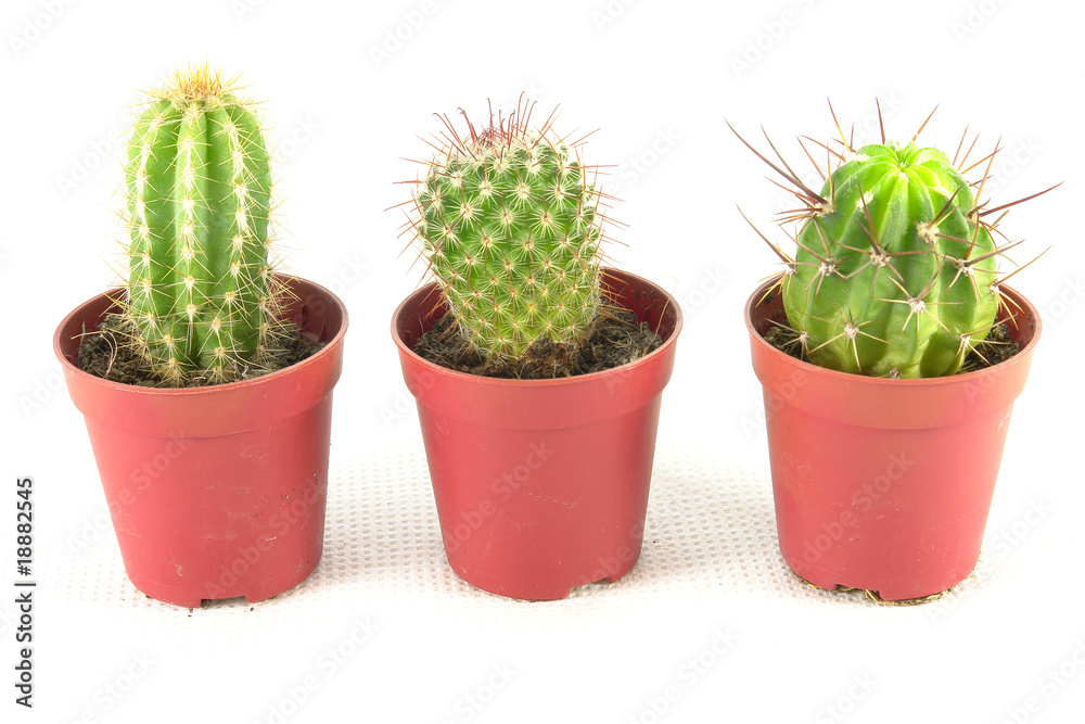 Mini cactus Mini cactus