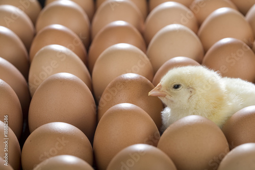 Baby Chicken