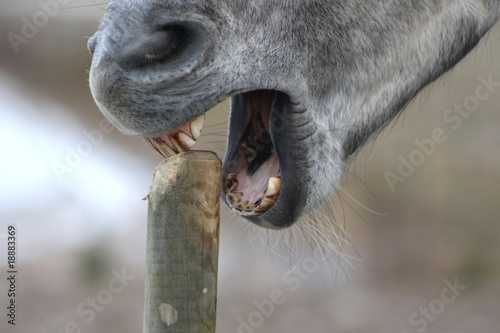 Grey horse eating on small pole