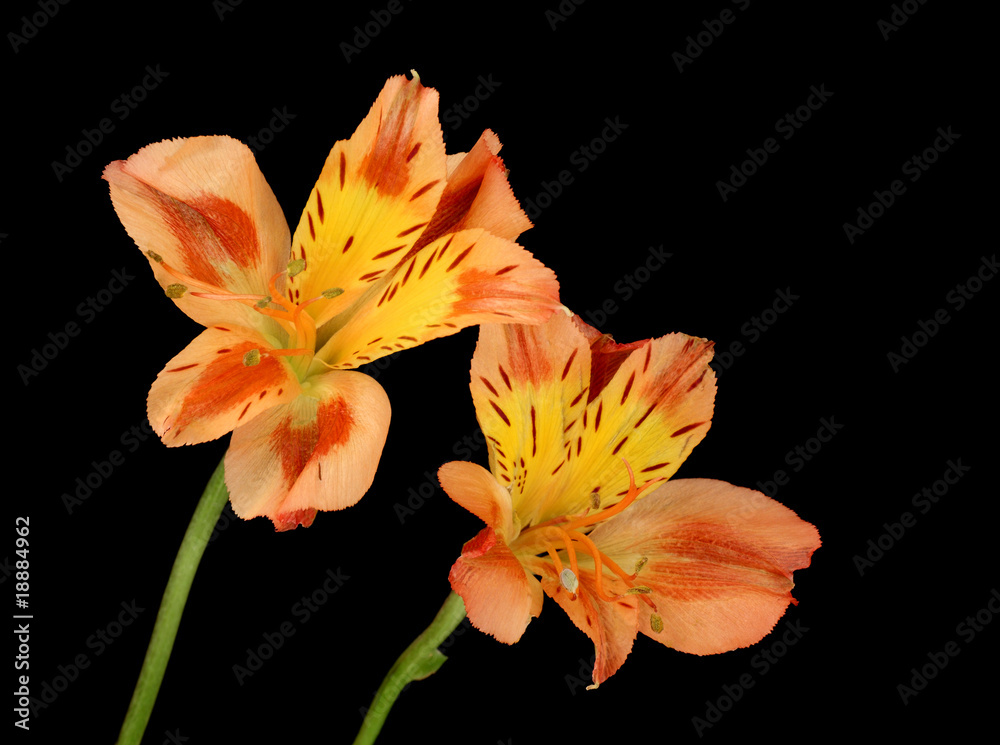 Peruvian Lily (Alstroemeria aurea) Peruvian Lily (Alstroemeria aurea)