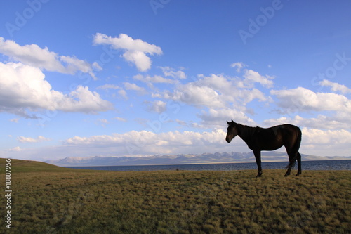 Einsames Pferd am Bergsee Songköl - Kirgisistan