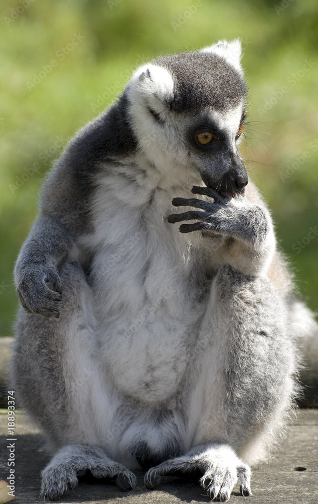 Fototapeta premium ring tailed lemur licking fingers