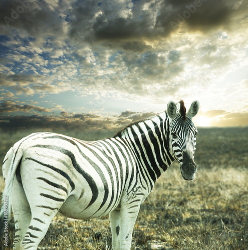 Zebra