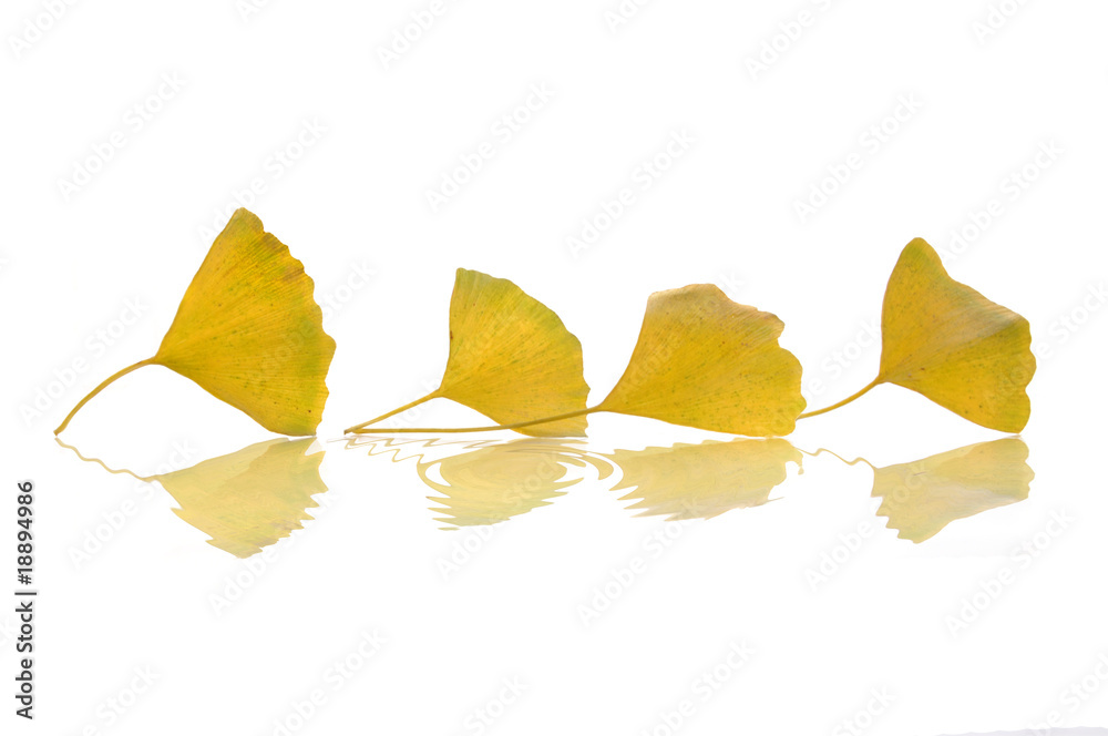 Four yellow ginkgo biloba leaves