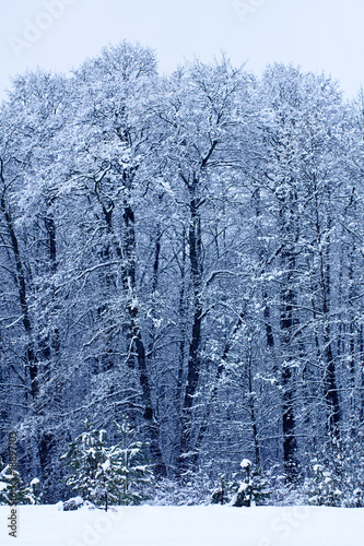 Winter landscape with trees © Denis Babenko