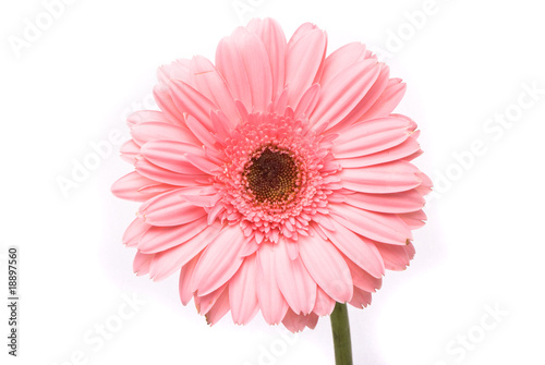 Pink gerbera flower on white background