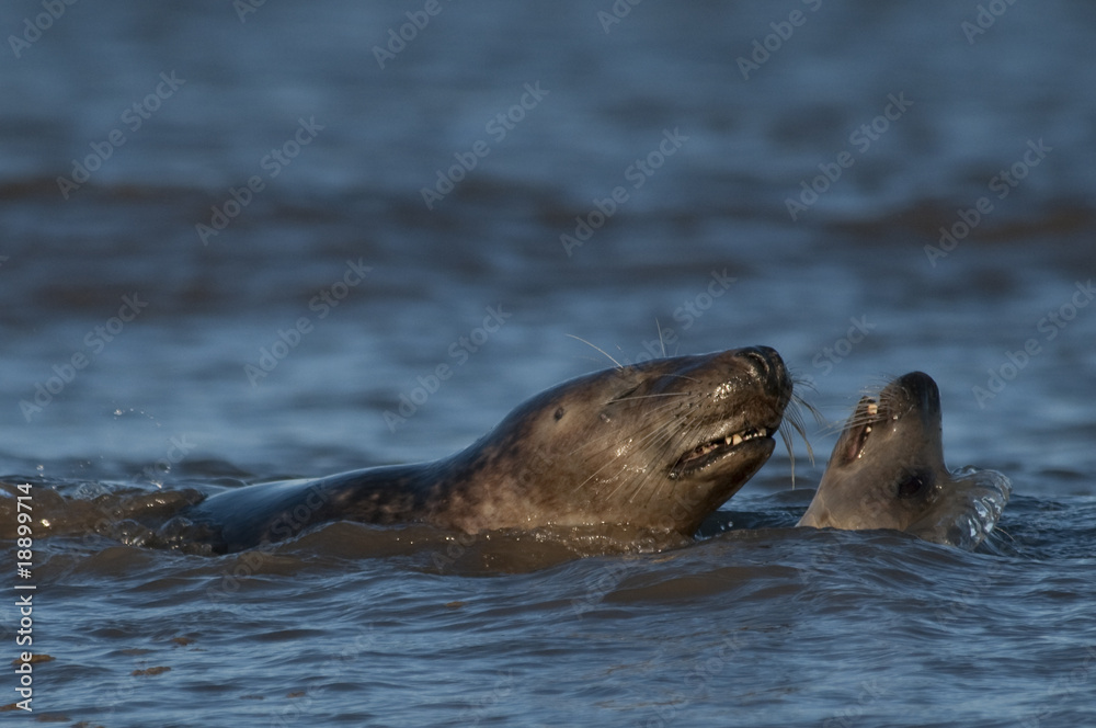 Obraz premium Bull and cow Gray seal courting in the sea