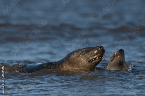 Bull and cow Gray seal courting in the sea