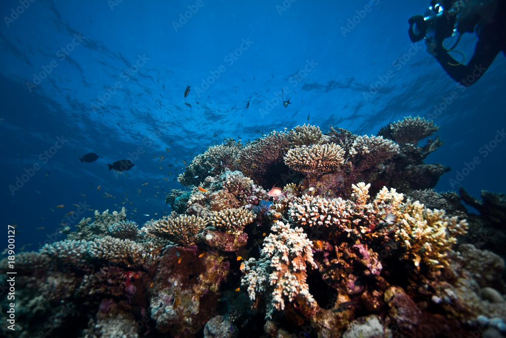 Fototapeta premium plongeur photographe