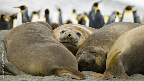 Elephant Seals Taking a Break