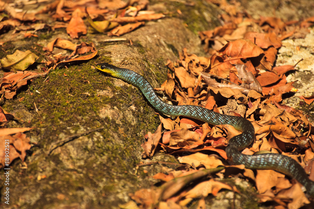 Fototapeta premium Green tree snake crossing the path
