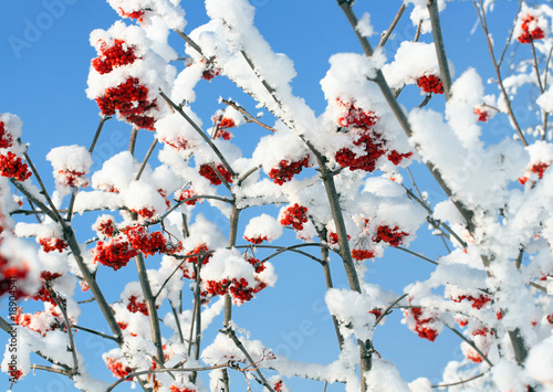 Fotografi ash-berry branches under snow