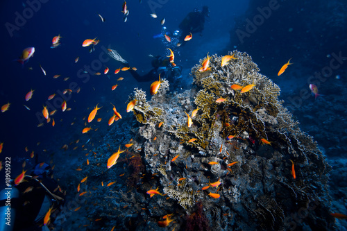 Canvas Print poissons rouges