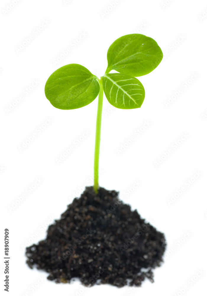 Naklejka premium new life concept