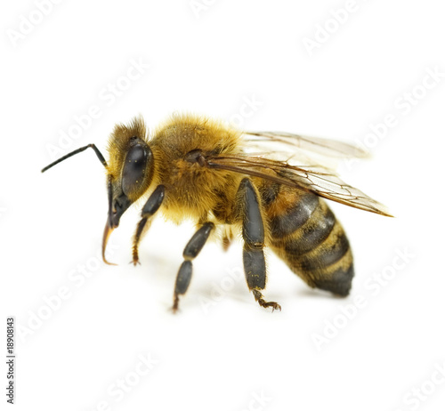 Bee © Subbotina Anna
