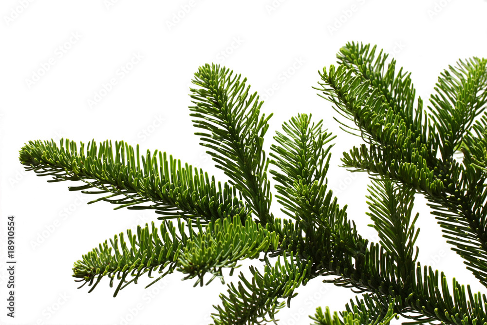 Obraz premium christmas tree