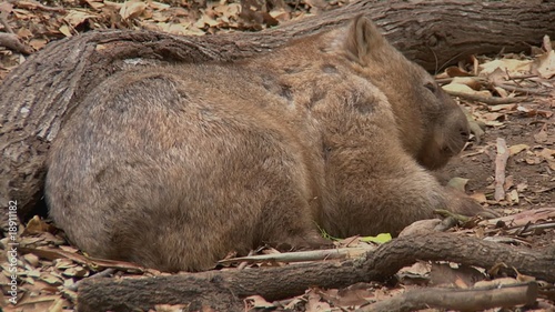 Various shots of Wombat sleeping