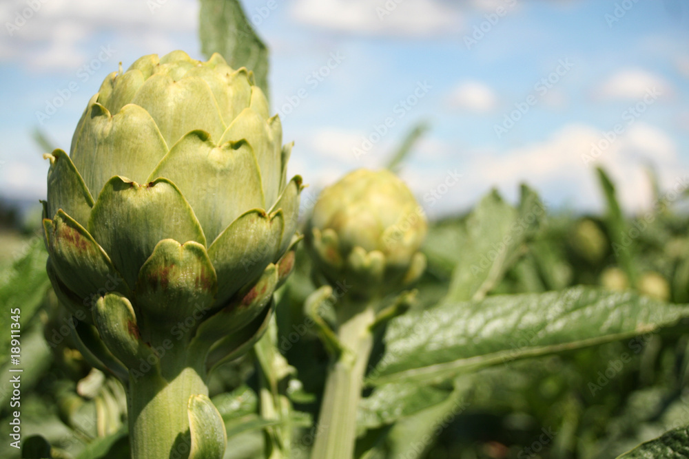 Obraz premium artichaut